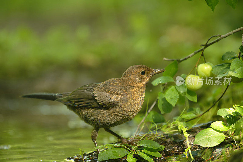 黑鸟(Turdus merula)